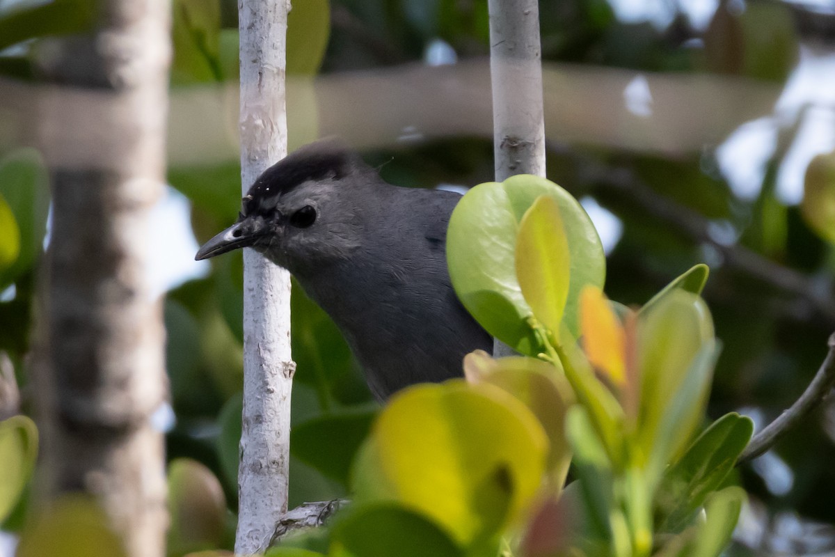 drozdec černohlavý - ML644662085