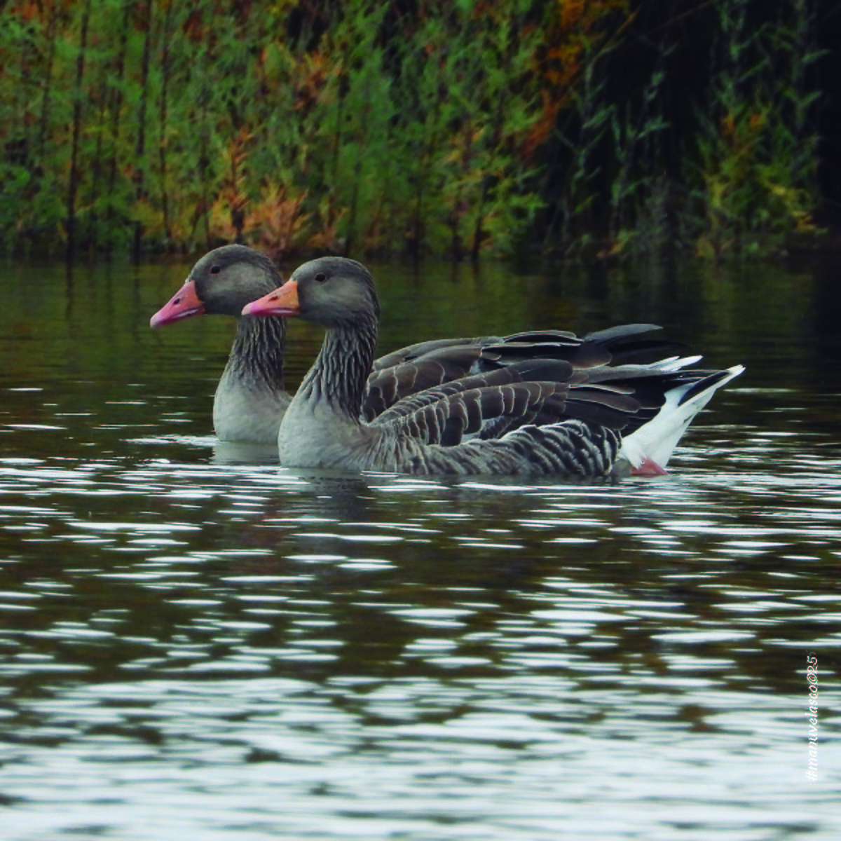 Graylag Goose - ML644662091