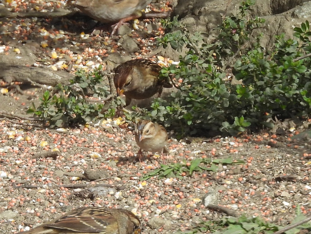 Clay-colored Sparrow - ML644662097