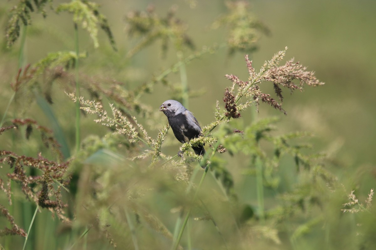 Black-bellied Seedeater - ML644662110