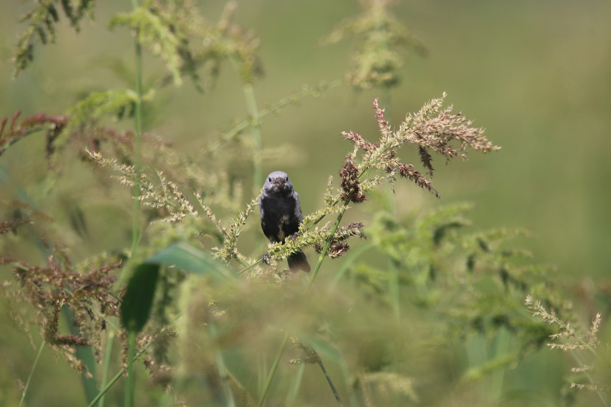 Black-bellied Seedeater - ML644662113