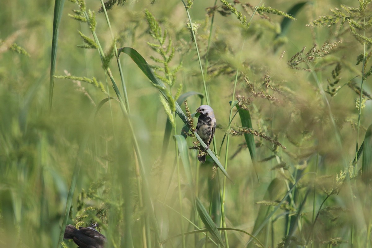Black-bellied Seedeater - ML644662116