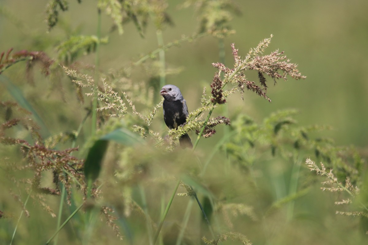 Black-bellied Seedeater - ML644662117