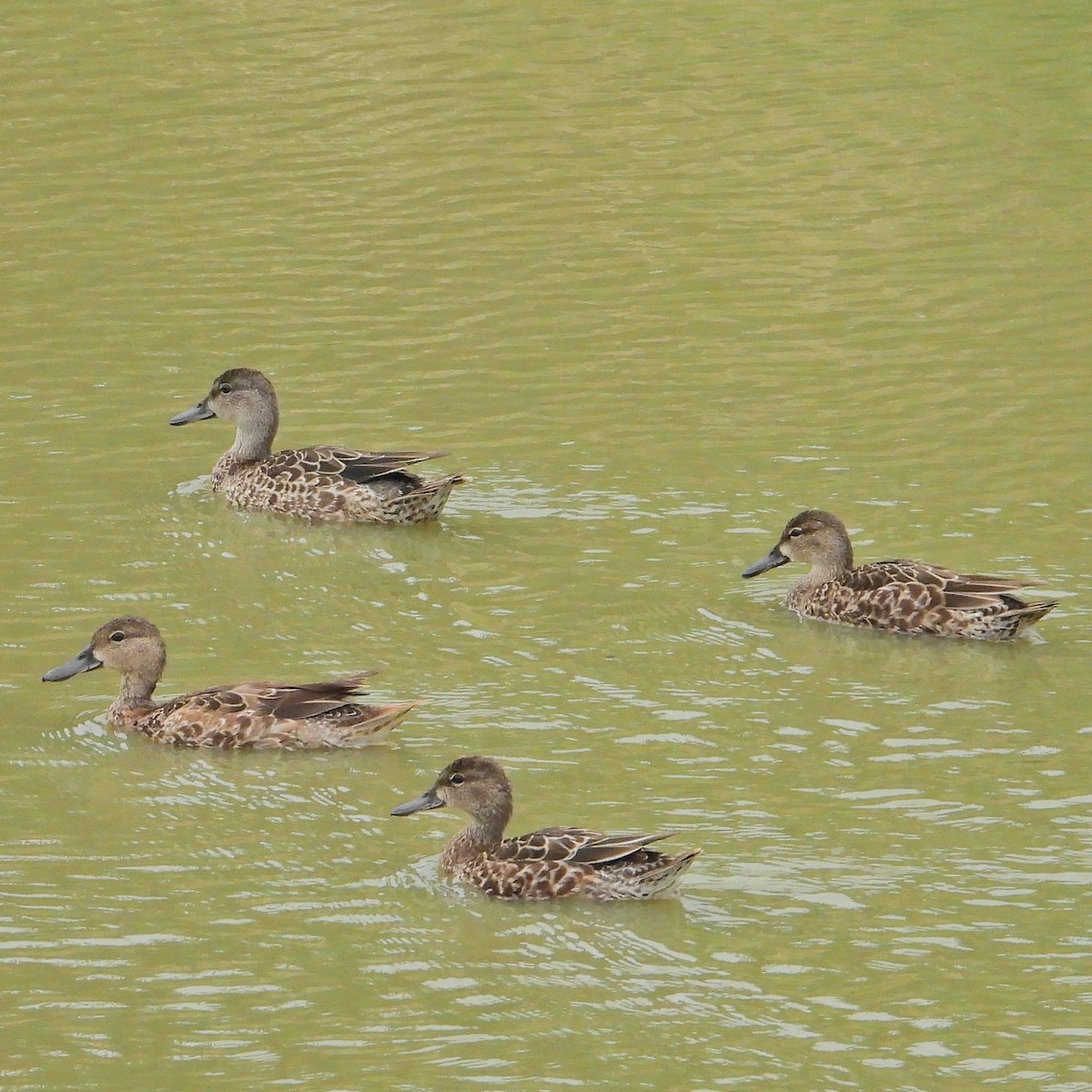 Blue-winged Teal - ML644662119