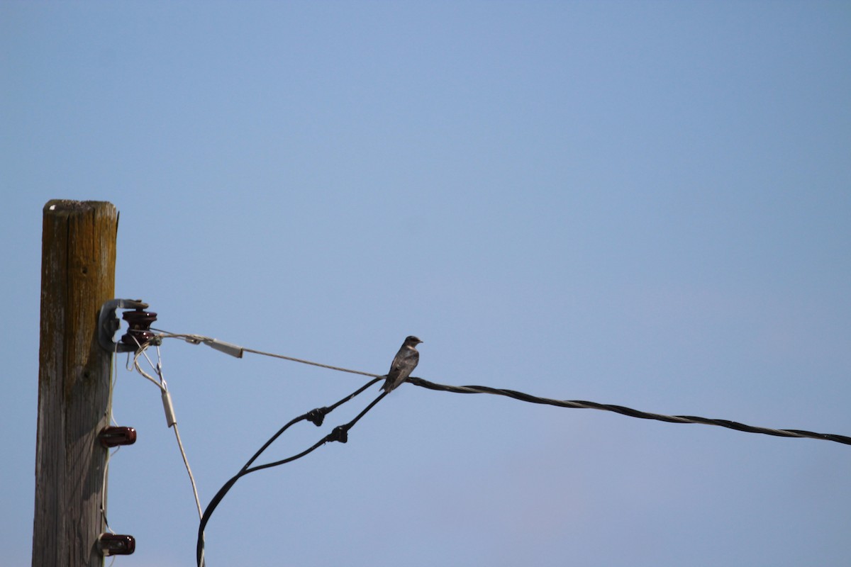 Purple Martin - ML644662125