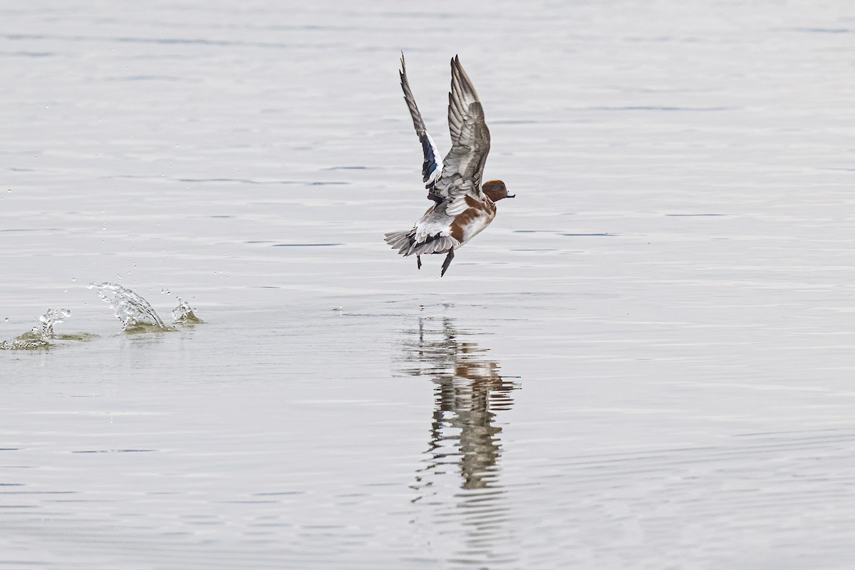 ヒドリガモ - ML644662129