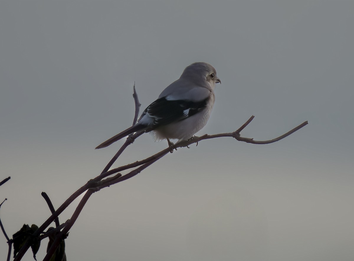 ťuhýk severní - ML644662132