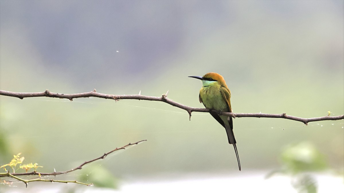 Asian Green Bee-eater - ML644662133