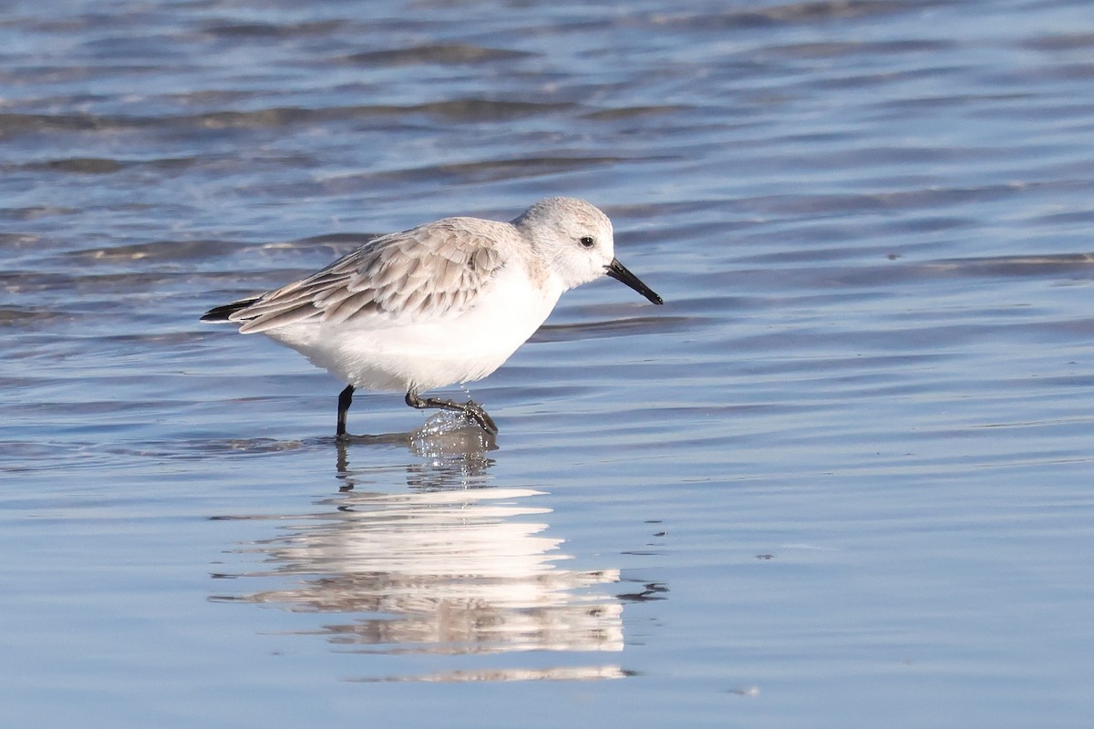 Песчанка - ML644662137