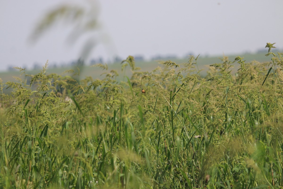 Tawny-bellied Seedeater - ML644662160