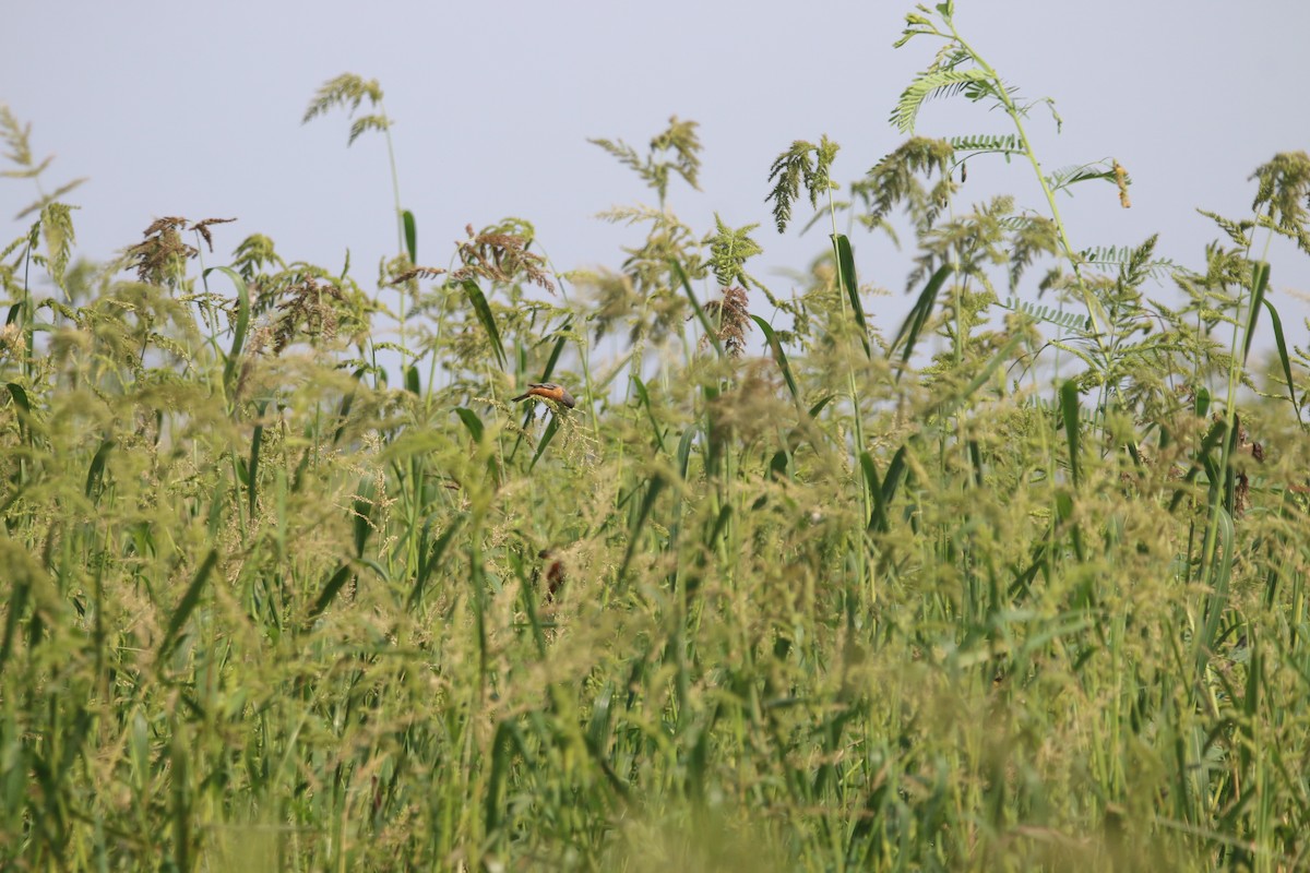 Tawny-bellied Seedeater - ML644662161