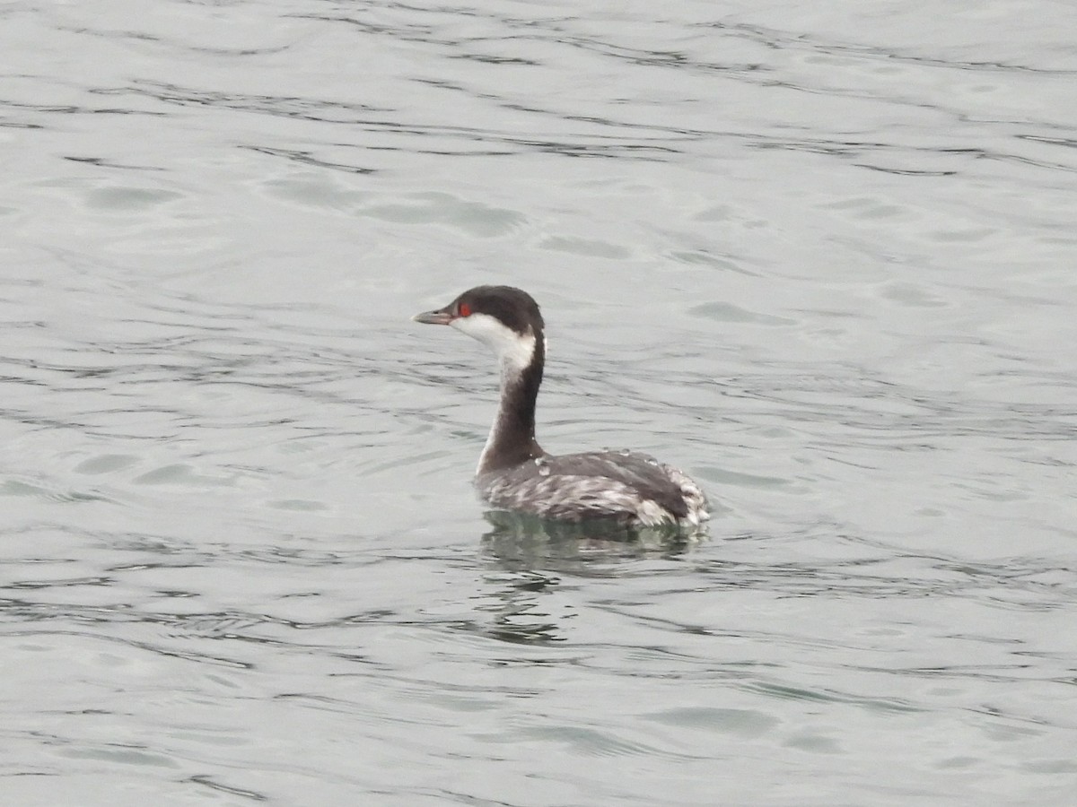 Svasso cornuto - ML644662165