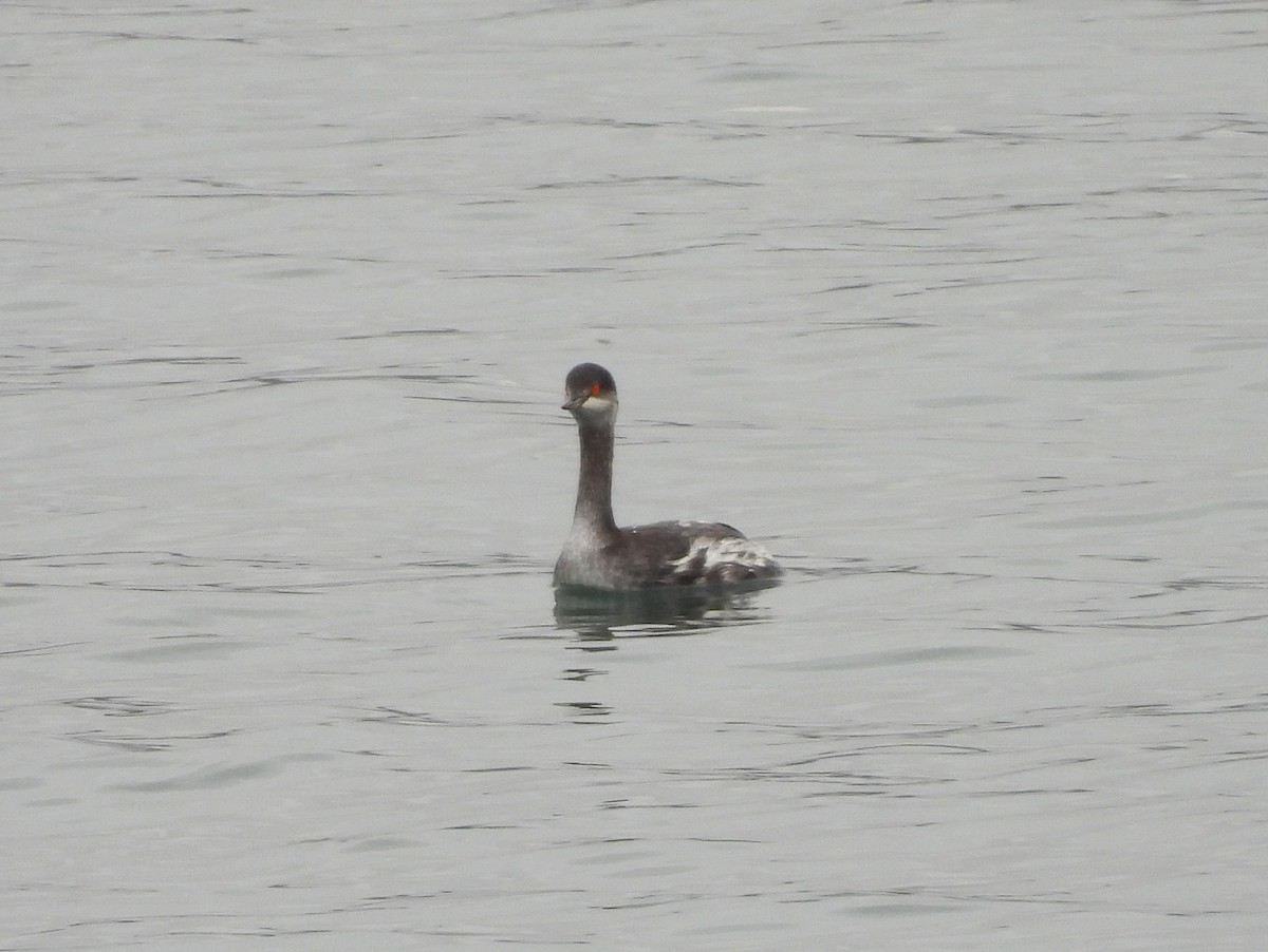 黑頸鸊鷉 - ML644662168