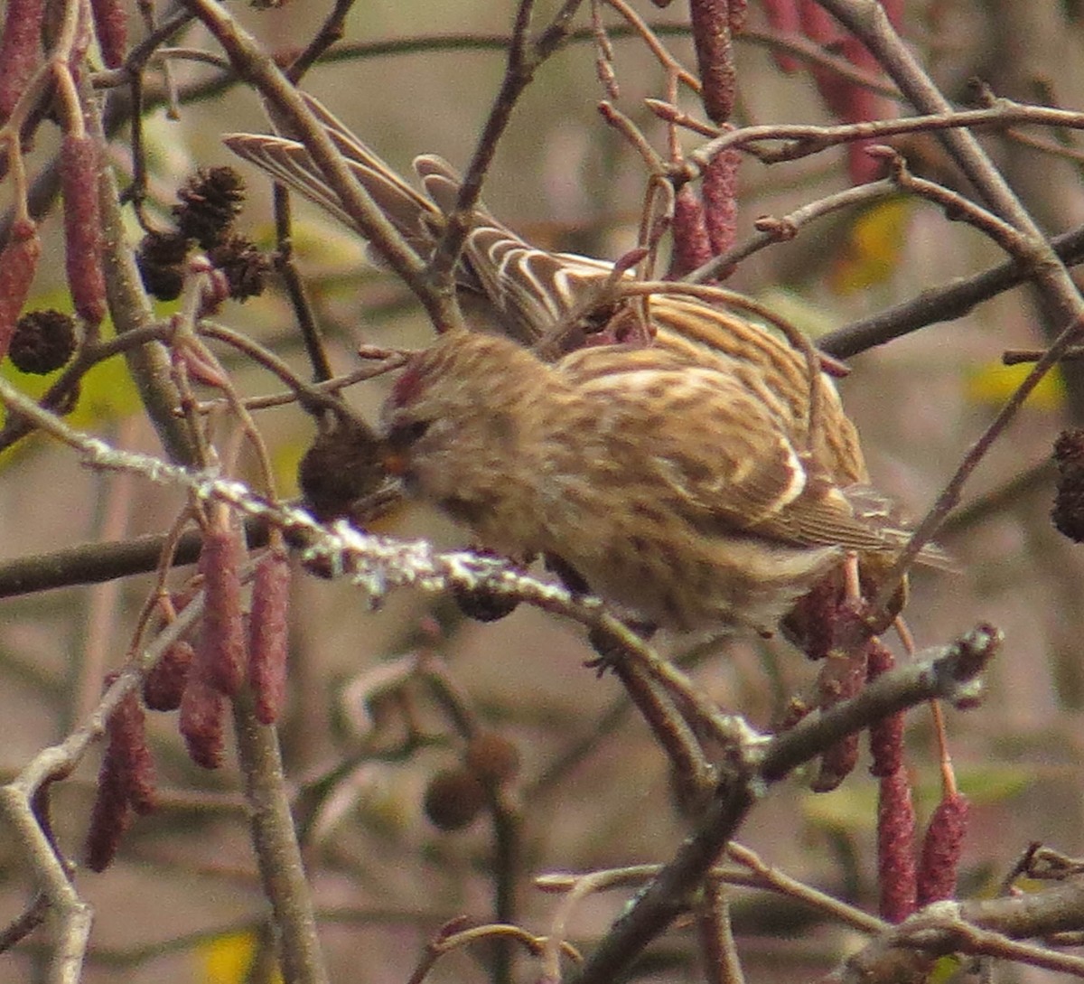 Redpoll - ML644662171