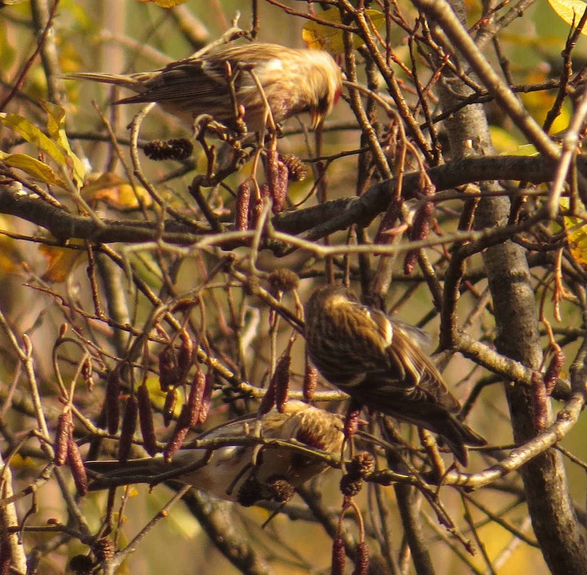 Redpoll - ML644662172