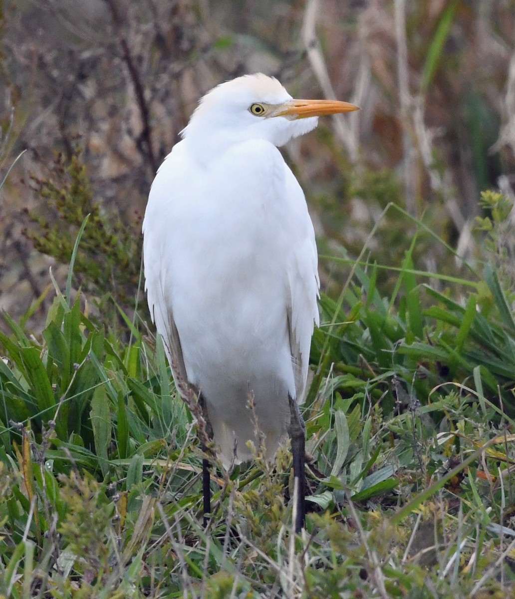 Western Cattle-Egret - ML644662181