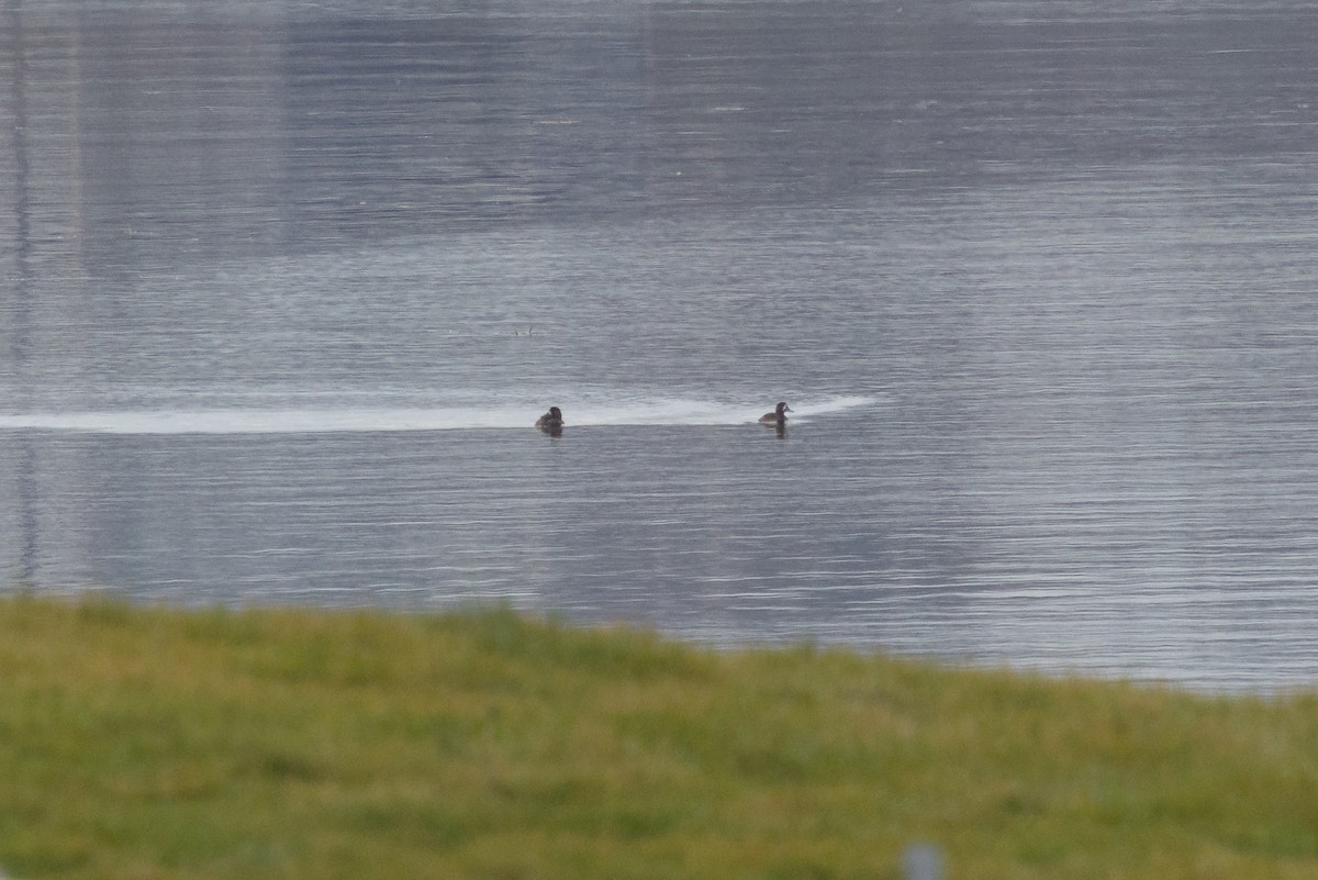 スズガモ - ML644662182