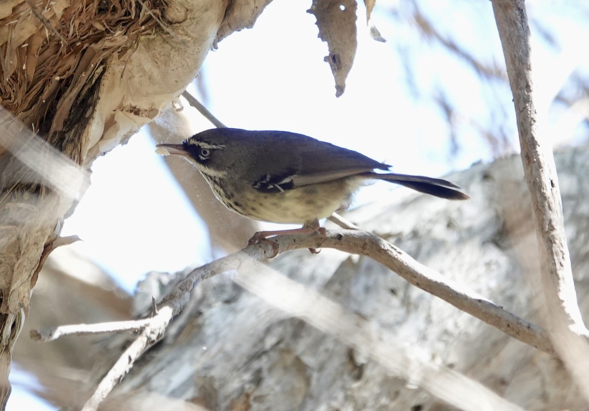 Benekli Serikornis - ML644662193