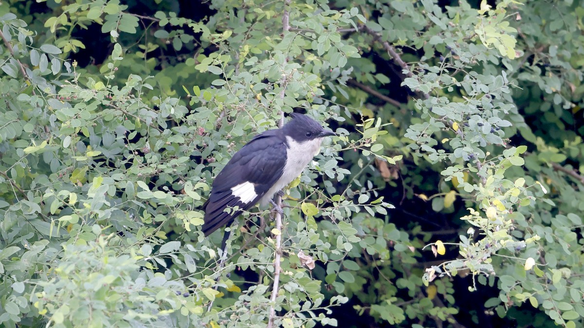 Pied Cuckoo - ML644662197