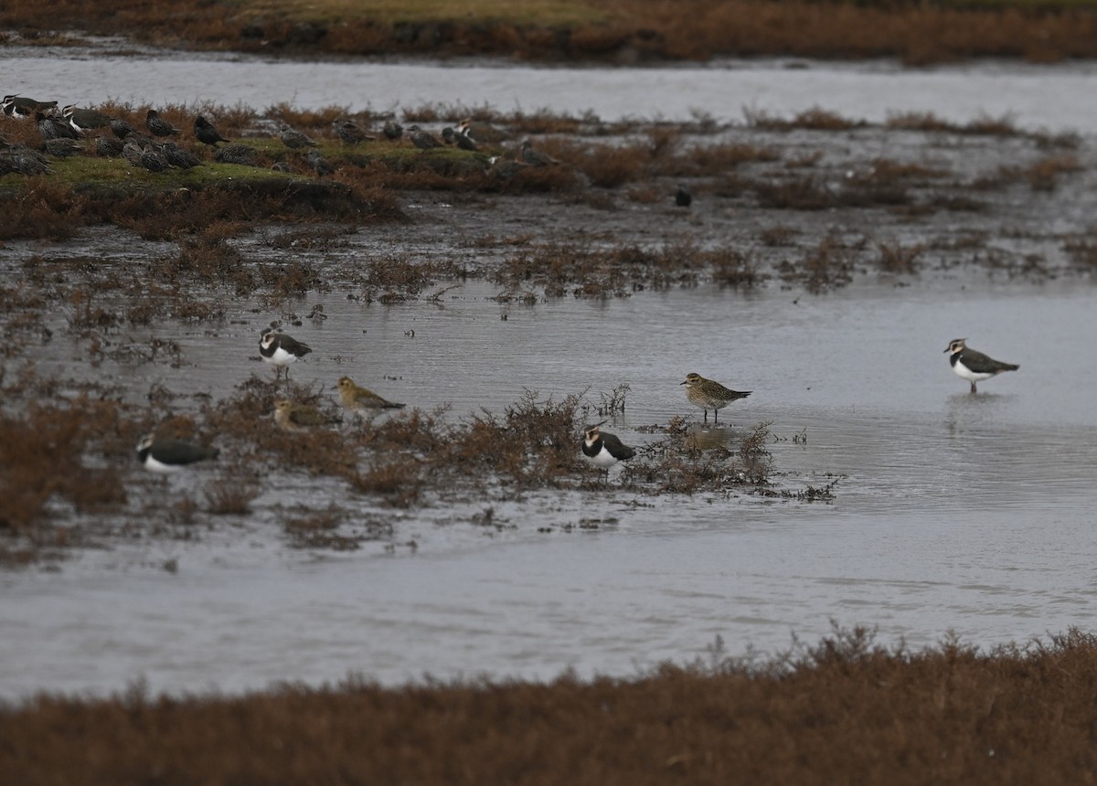 European Golden-Plover - ML644662198