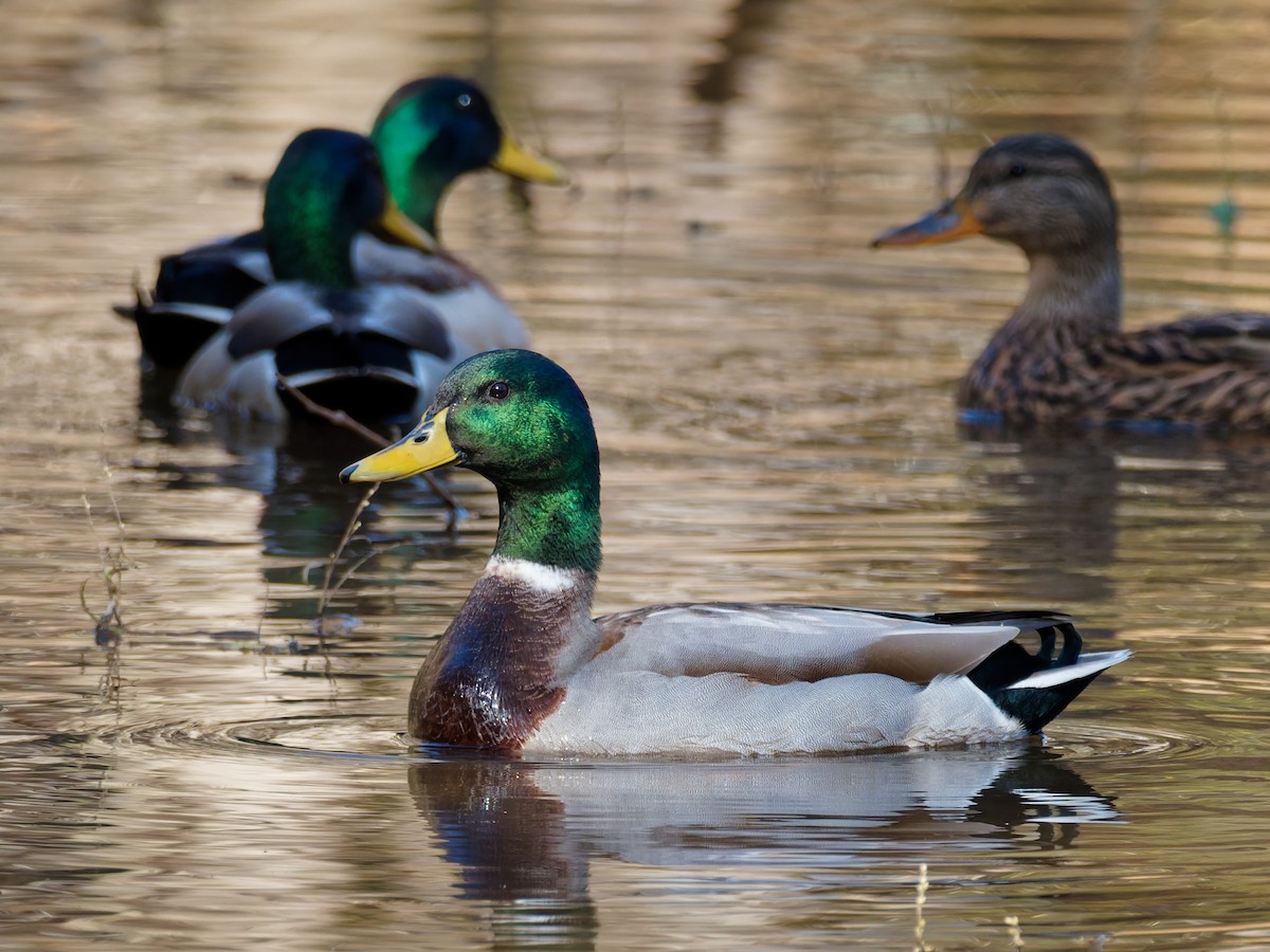 Mallard - ML644662203