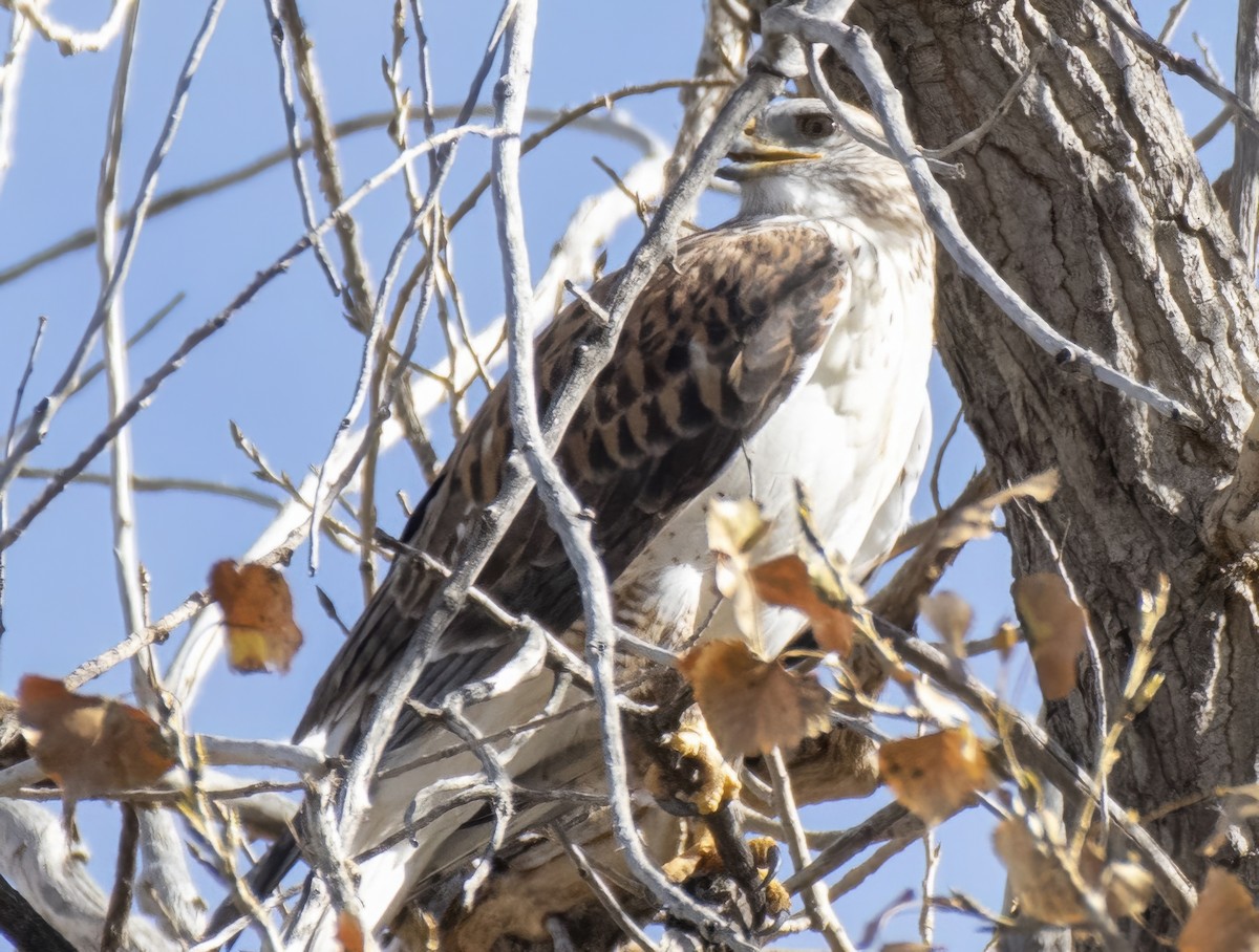 kongevåk - ML644662211