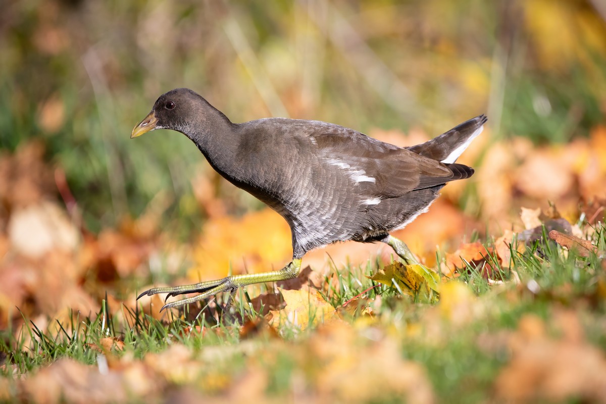 Хажилгат түнжүүр - ML644662214