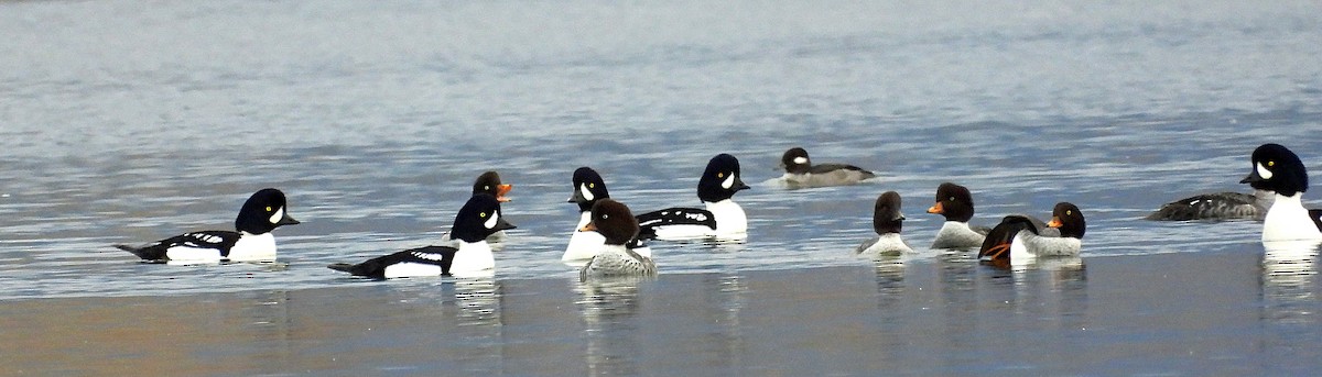 Murgilari islandiarra - ML644662235