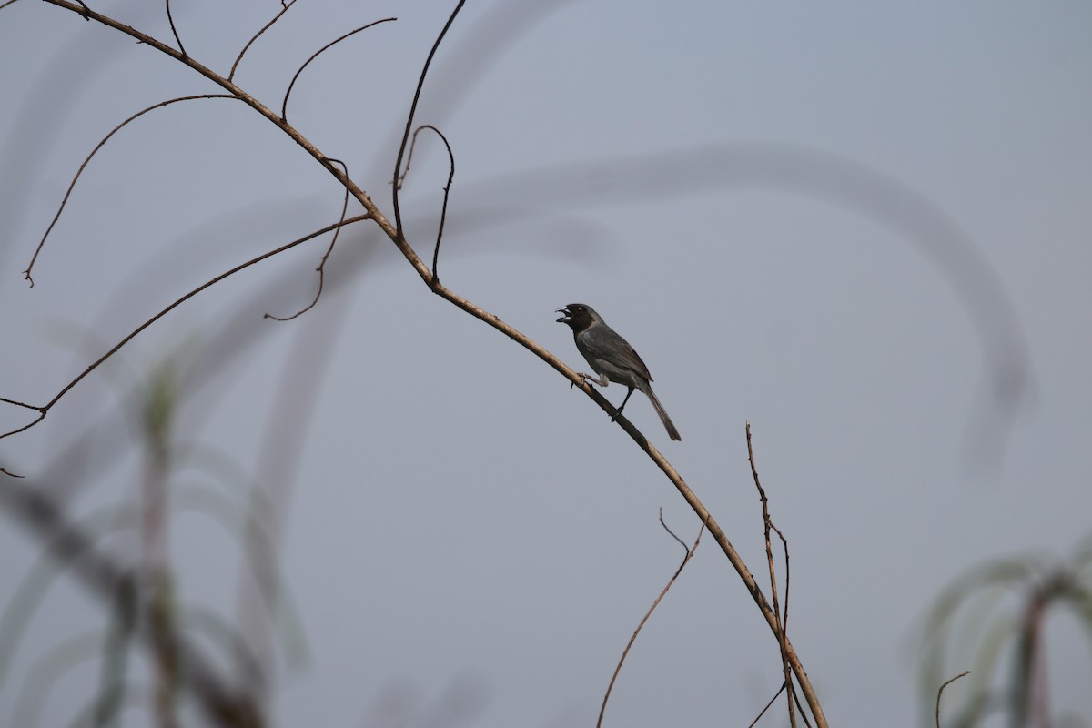 Black-faced Tanager - ML644662251