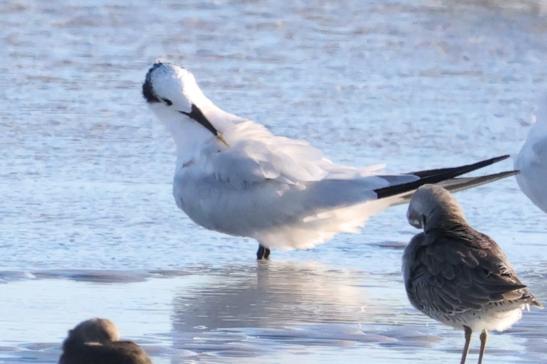 Sandwich Tern - ML644662253