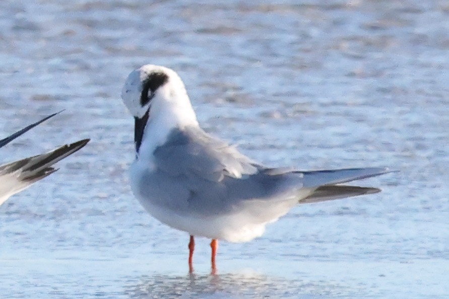 Forsterseeschwalbe - ML644662262