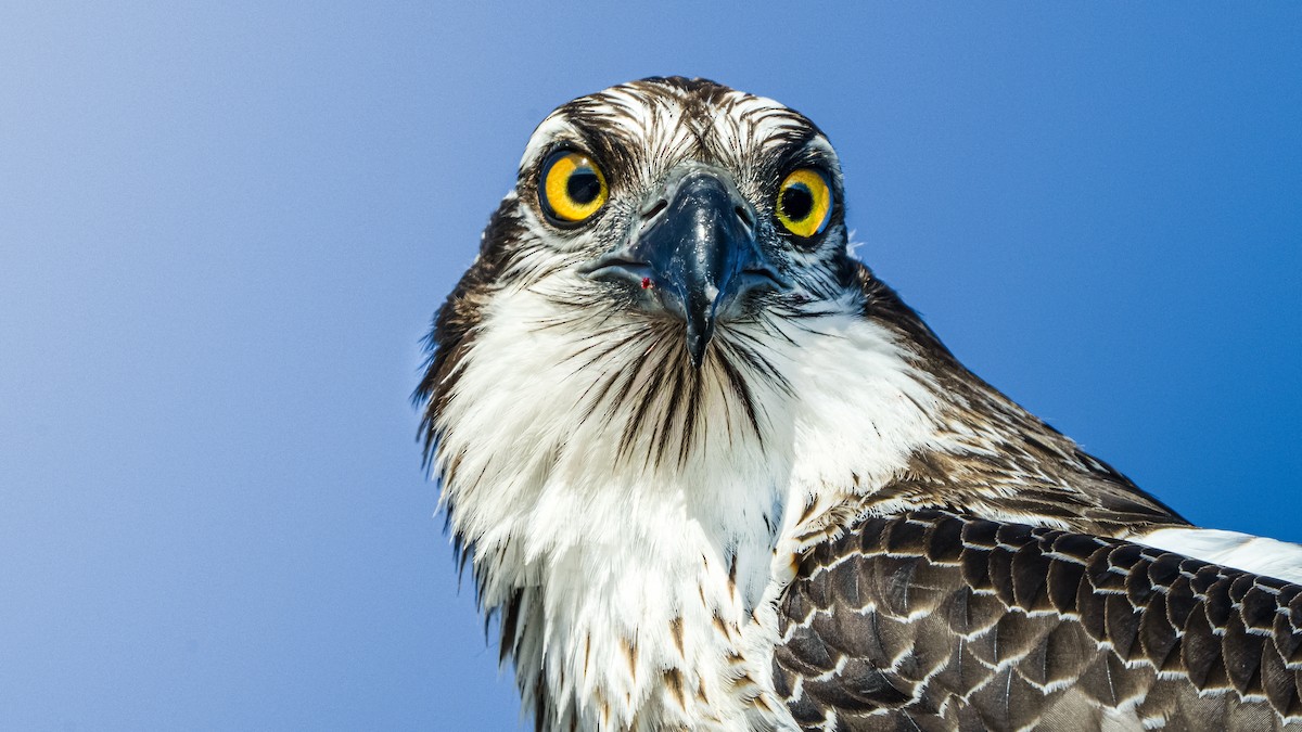 Osprey - ML644662270