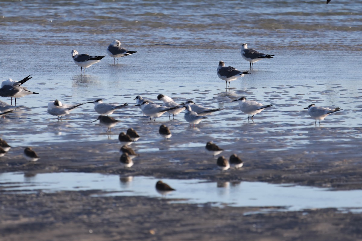 Forsterseeschwalbe - ML644662272