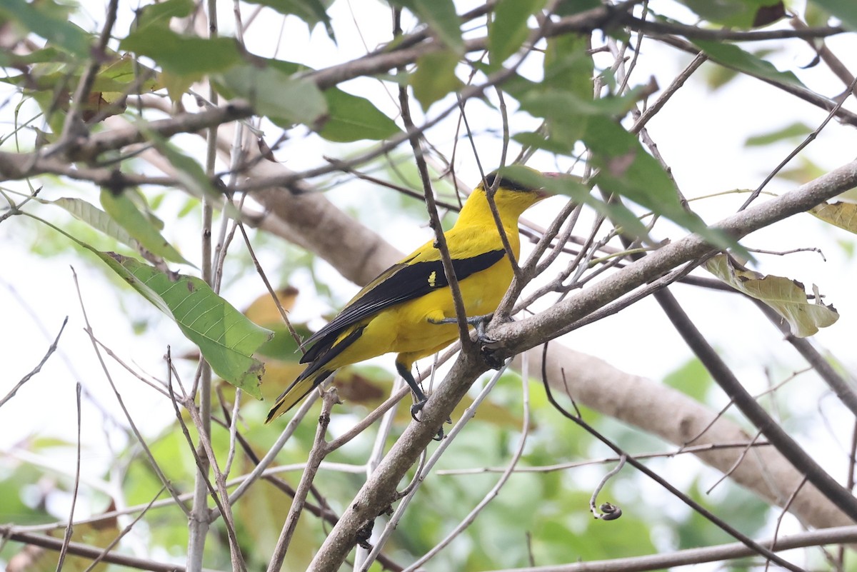 Black-naped Oriole - ML644662294