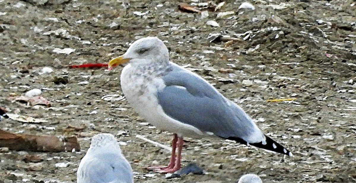 American Herring Gull - ML644662295