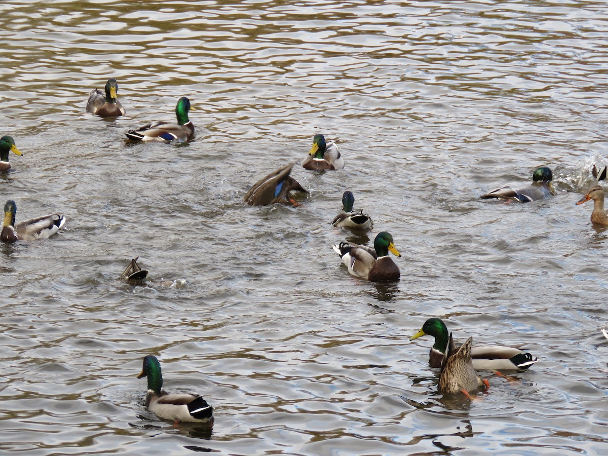 Mallard - ML644662296