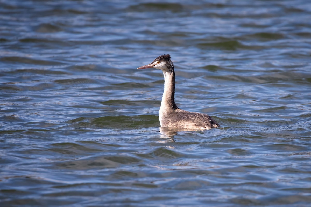 Great Crested Grebe - ML644662297