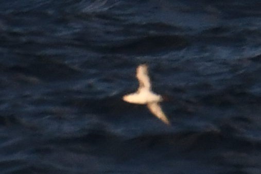 small shearwater sp. - ML644662298