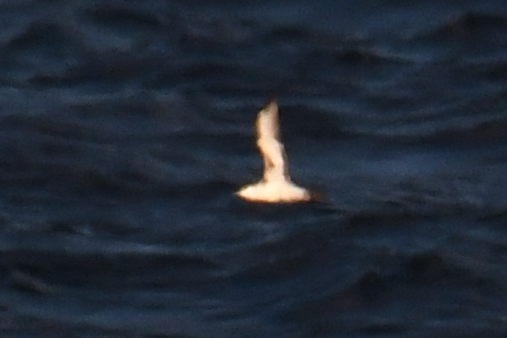 small shearwater sp. - ML644662299