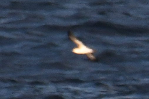 small shearwater sp. - ML644662300