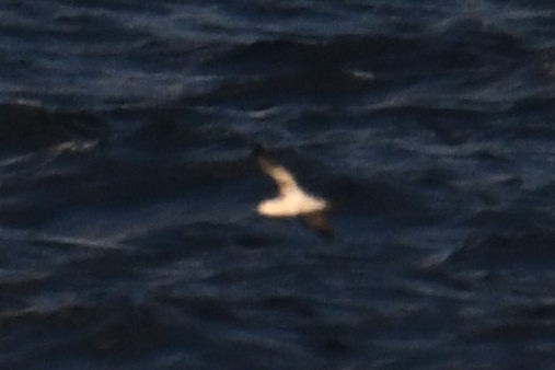 small shearwater sp. - ML644662301