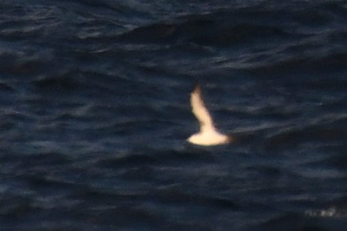 small shearwater sp. - ML644662302