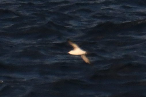 small shearwater sp. - ML644662303