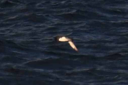 small shearwater sp. - ML644662304