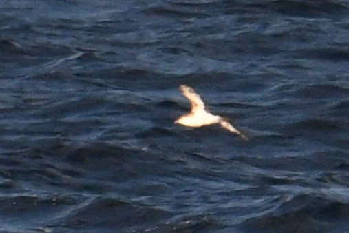 small shearwater sp. - ML644662305