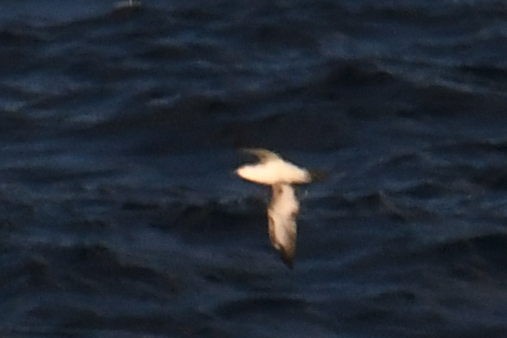 small shearwater sp. - ML644662306