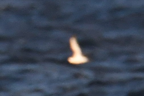 small shearwater sp. - ML644662307