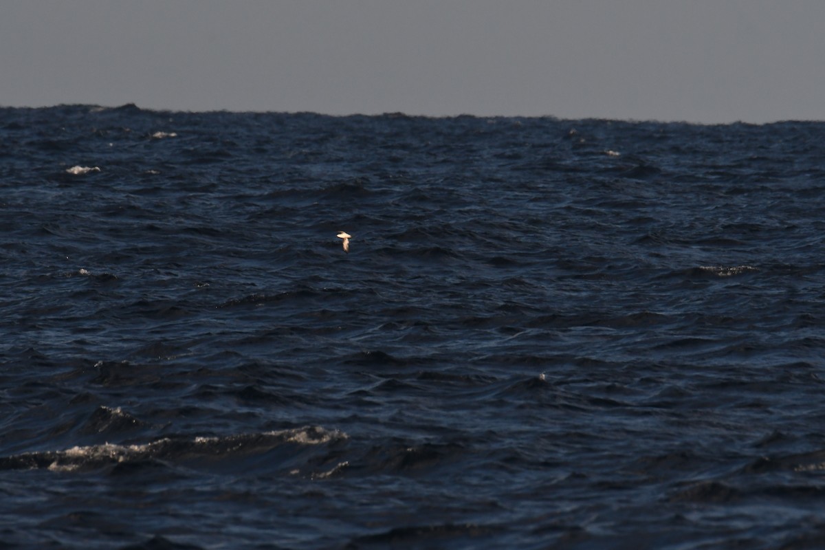 small shearwater sp. - ML644662308