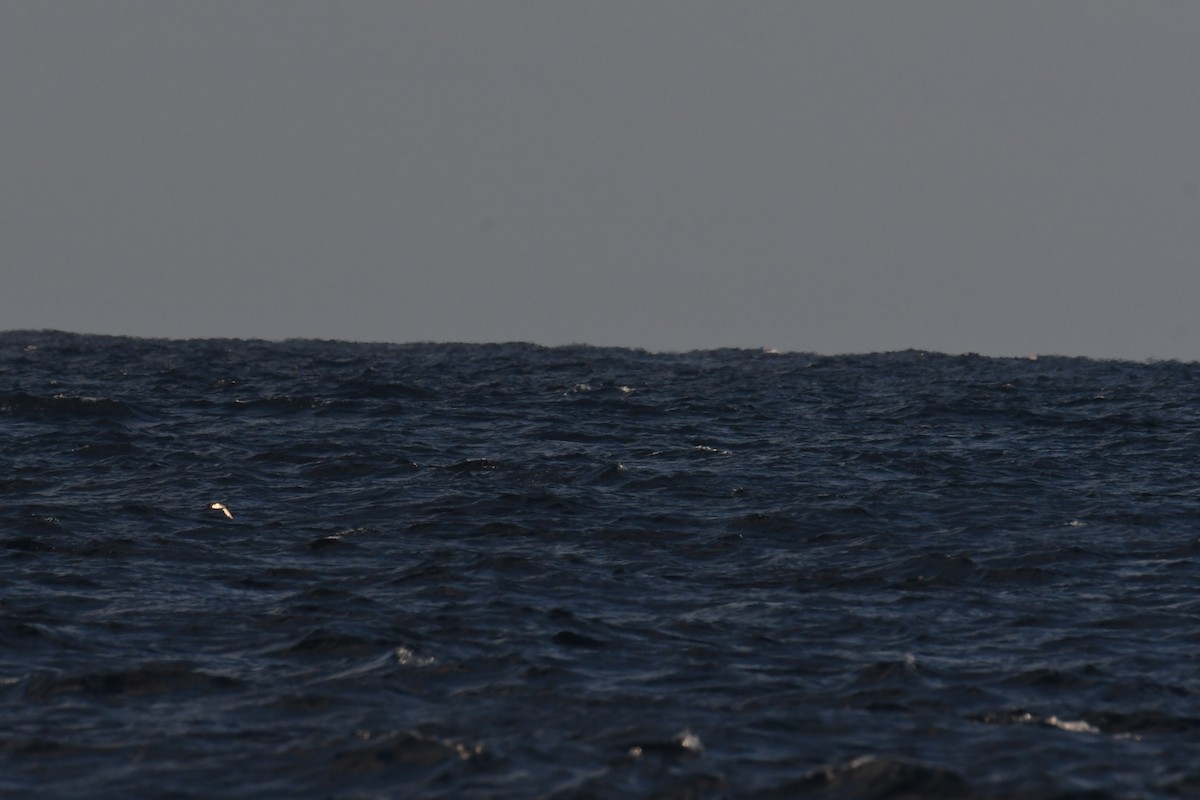 small shearwater sp. - ML644662309