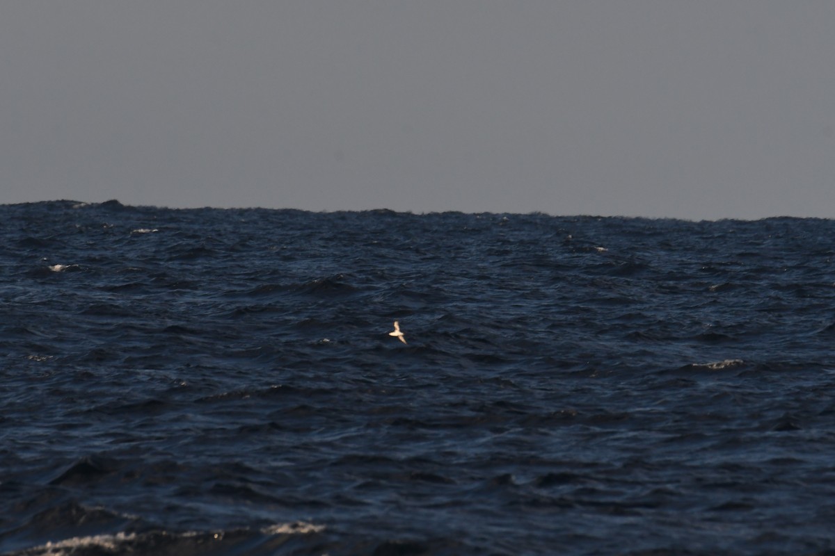 small shearwater sp. - ML644662310